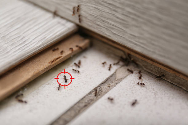 Best Best Pest Control Companies  in Leeds, AL